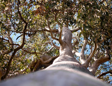 25 RED FOREST GUM Tree Eucalyptus Tereticornis Blue Grey Mountain Flower Seeds